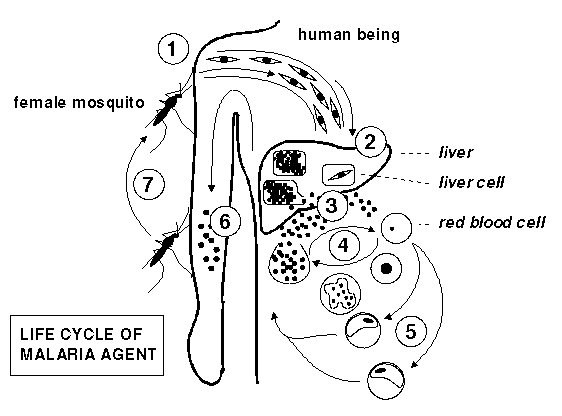 Life Cycle of Malaria Agent