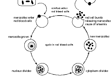 Malaria life cycle after GHAST Biology SSS