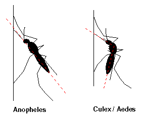 Difference between aniopheline and other mosquitoes