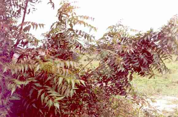 A Closer Look at the Neem Tree
