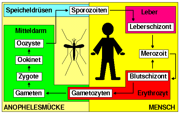 Lebenszyklus von Plasmodium sp.
