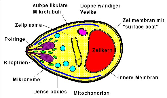 Struktur eines Merozoiten