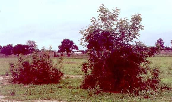 Young Neem Trees in Ghana