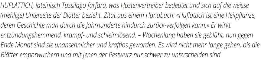 HUFLATTICH, lateinisch Tussilago farfara, was Hustenvertreiber bedeutet und sich auf die weisse (mehlige) Unterseite der Blätter bezieht. Zitat aus einem Handbuch: «Huflattich ist eine Heilpflanze, deren Geschichte man durch die Jahrhunderte hindurch zurück-verfolgen kann.» Er wirkt entzündungshemmend, krampf- und schleimlösend. – Wochenlang haben sie geblüht, nun gegen Ende Monat sind sie unansehnlicher und kraftlos geworden. Es wird nicht mehr lange gehen, bis die Blätter emporwuchern und mit jenen der Pestwurz nur schwer zu unterscheiden sind.