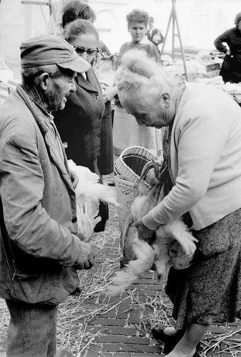 Image91-7Huhn