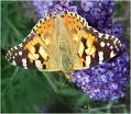 Distelfalter_0043-br