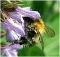 Hummel-einz