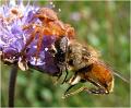 Krabbenspinne_2023