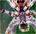 Kreuzspinne-PICT0009-aus