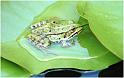 Frosch