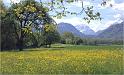 Hahnenfusswiese