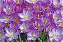 Krokusse
