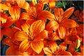 Lilien