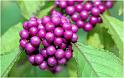 Schoenfrucht