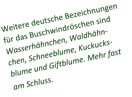 Weitere deutsche Bezeichnungen für das Buschwindröschen sind Wasserhähnchen, Waldhähn-chen, Schneeblume, Kuckucks-blume und Giftblume. Mehr fast am Schluss.