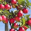 Apfel-08-056