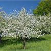 Apfelbaum_0023