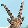 AussSteinbock