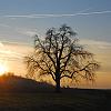 Birnbaum-Abend