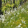 Rebberg_0055