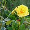 Rose-im-Regen