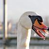 Schwan-aus-kl