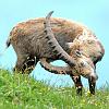 Steinbock-3