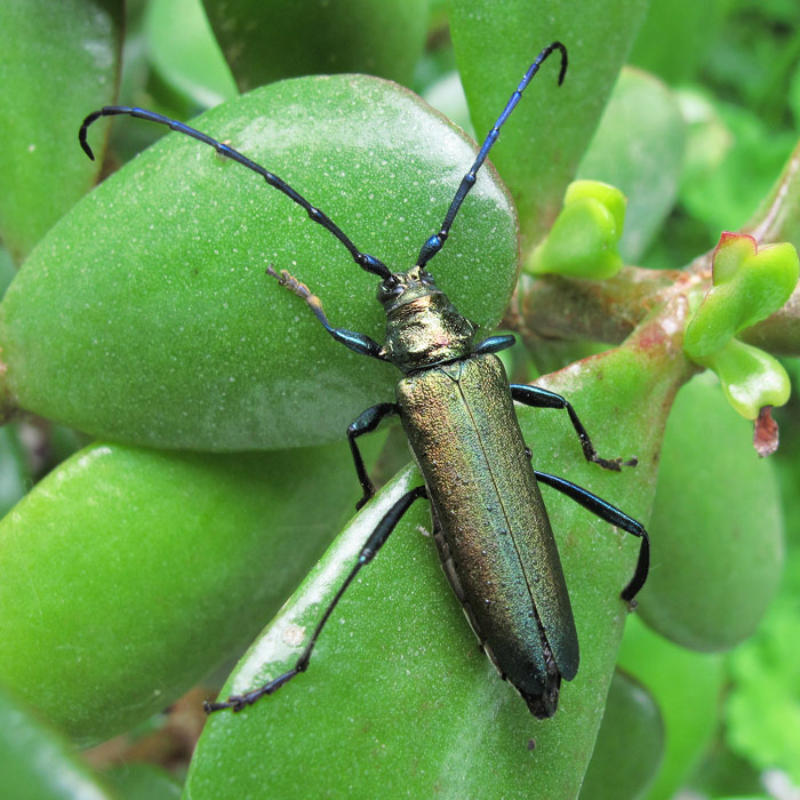 moschusbock