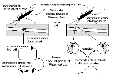 Malaria life cycle after GHAST Biology SSS