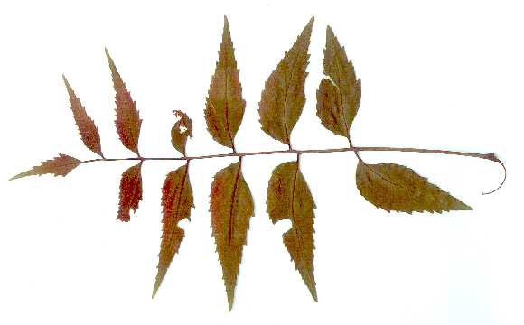 Single Leave of a Neem Tree