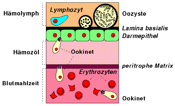 Eindringen des Ookineten ins Darmgewebe