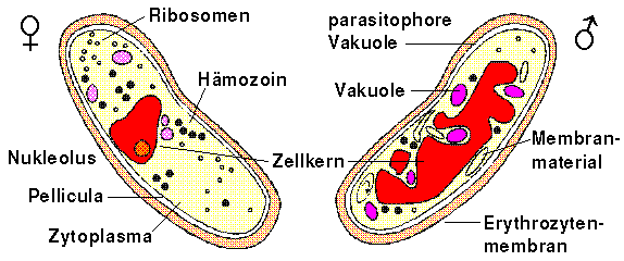 Weiblicher und männlicher Gametozyt