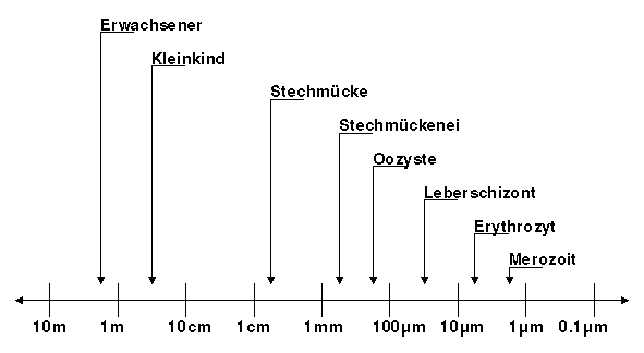 Grössenvergleich Malariaparasit - Mensch