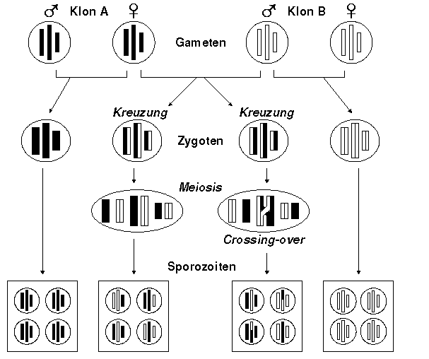 Entstehung neuer Genotypen bei Plasmodium