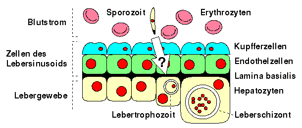 Invasion der Leber