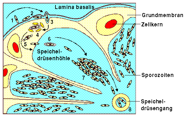 Invasion der Speicheldrüsen