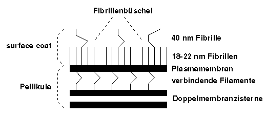 Oberflächenstruktur des Merozoiten